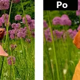 Jak rozmyć tło w Photoshopie - proste techniki dla każdego fotografa