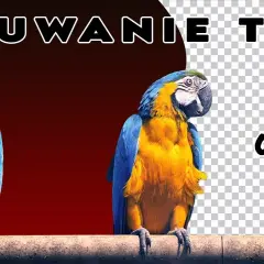 Jak usunąć białe tło w Photoshopie - proste metody krok po kroku