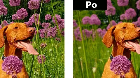 Jak rozmyć tło w Photoshopie - proste techniki dla każdego fotografa